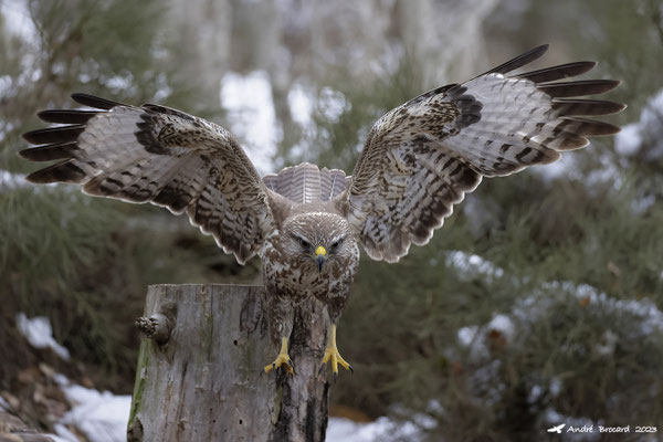 Buse variable 10