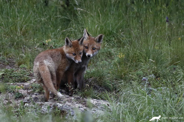 Renard 30