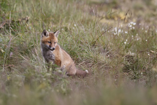 Renard 117