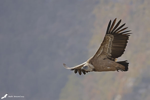 Vautour fauve 62