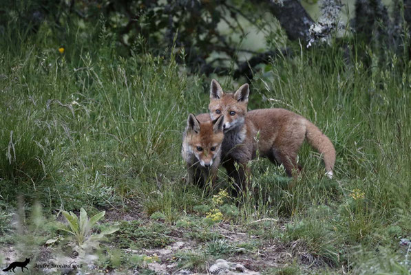 Renard 26