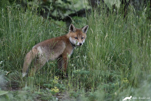 Renard 36