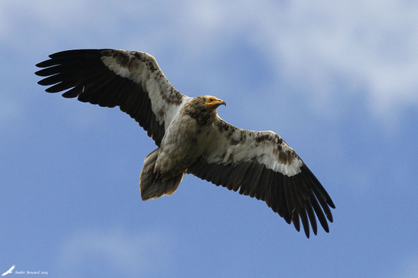 Vautour percnoptère 2