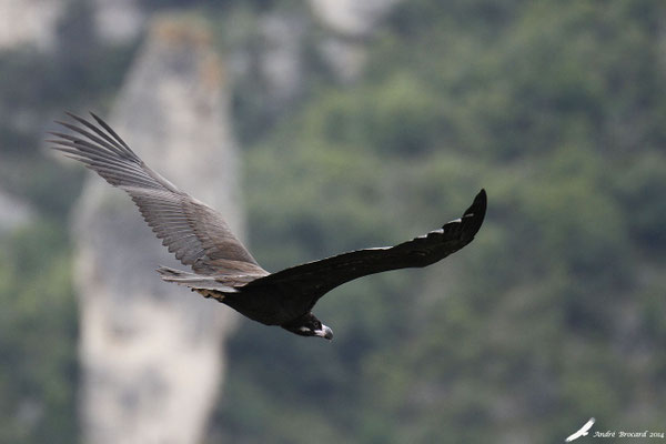 Vautour moine 1