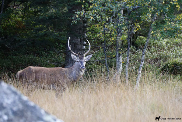 Cerf 19-13