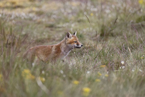 Renard 118