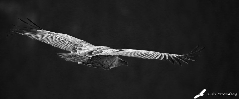 Vautour fauve 55