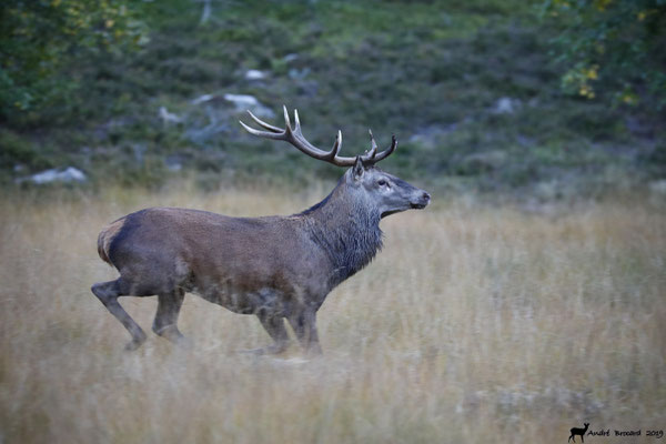 Cerf 19-10