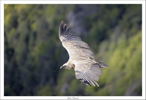 Vautour fauve 24