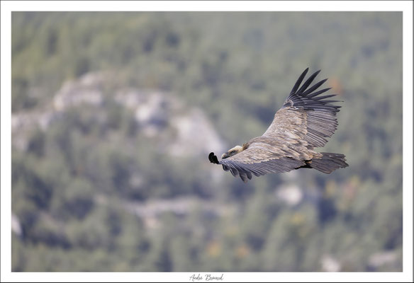 Vautour fauve 3