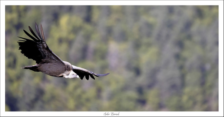 Vautour fauve 2