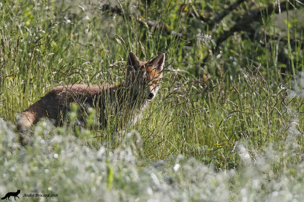 Renard 31