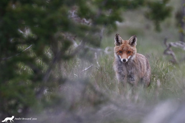 Renard 21/2