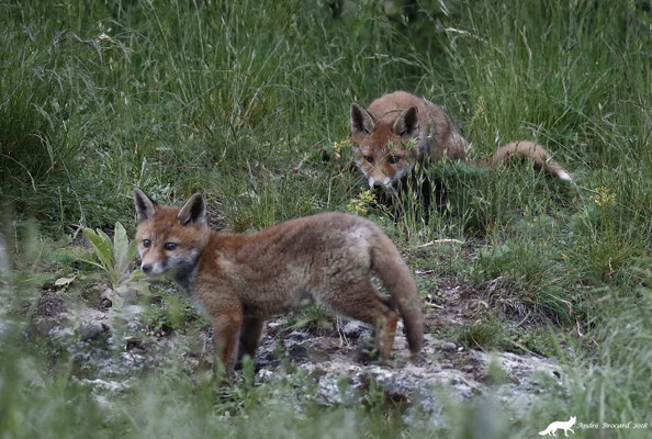 Renard 29