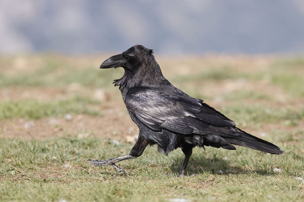 Grand corbeau E 3