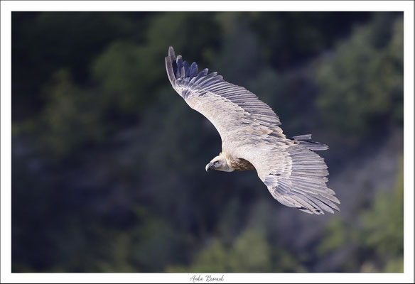 Vautour fauve 17