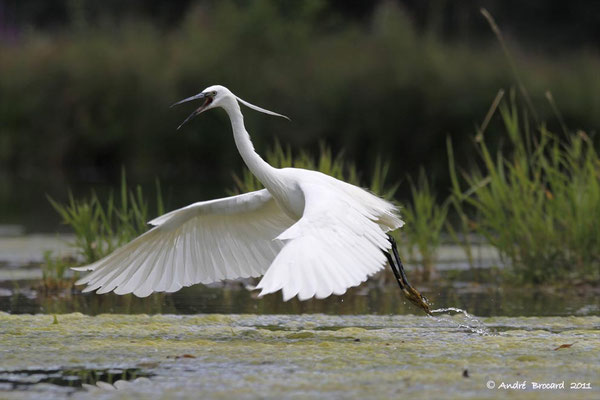Aigrette garzette 5