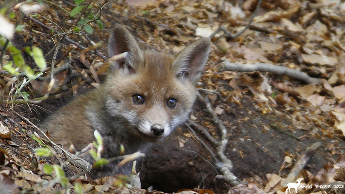 Renard 5