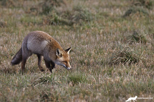 Renard 25 4