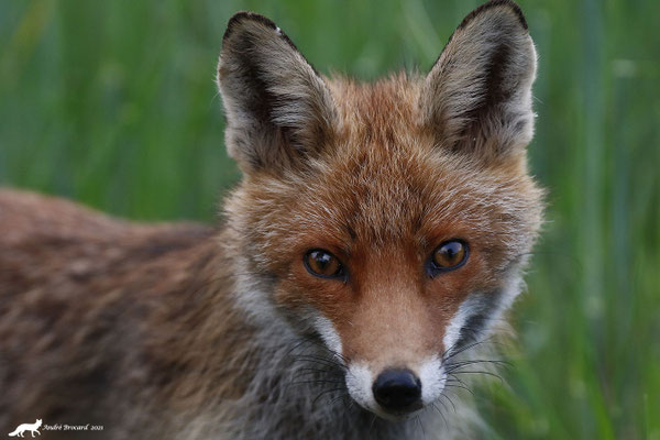 Renard 21/4