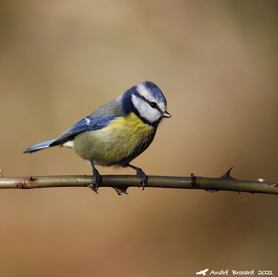 Mésange bleue 3