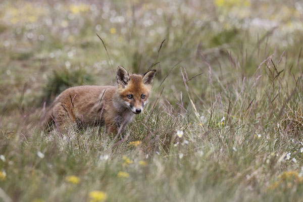 Renard 132