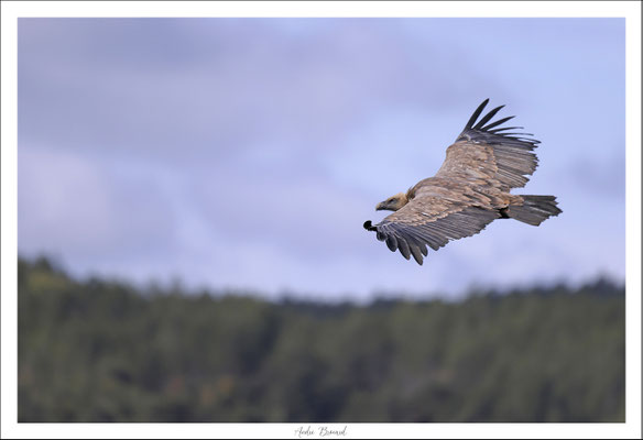 Vautour fauve 4