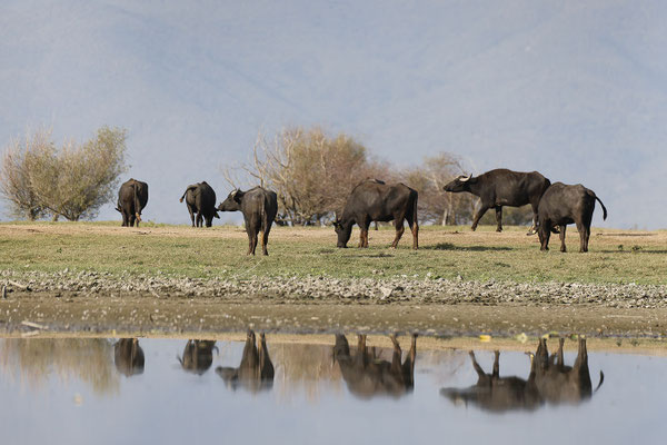 Buffles au bord du lac de Kerkini