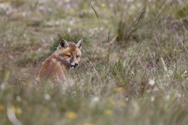 Renard 125