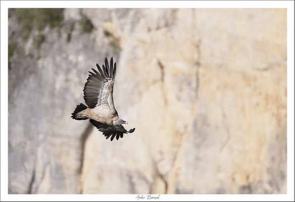 Vautour fauve 43