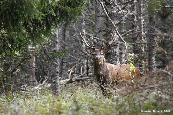 Cerf 32