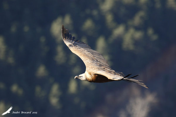 Vautour fauve 11