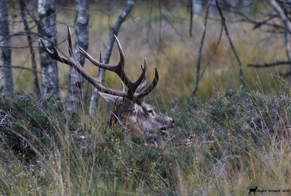 Cerf 29