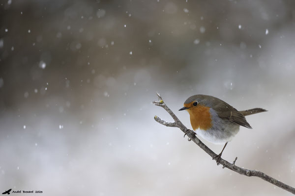 Rouge gorge et neige