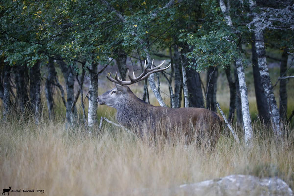 Cerf 19-5