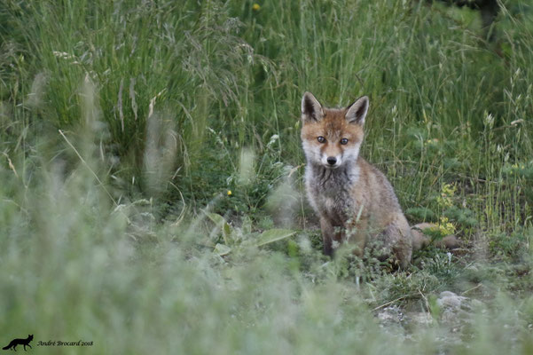 Renard 33