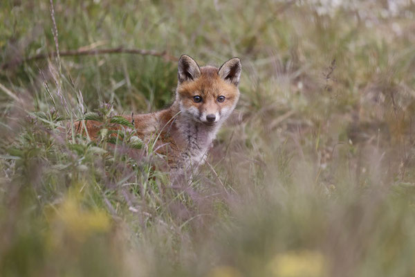Renard 101