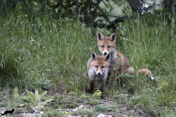 Renard 28