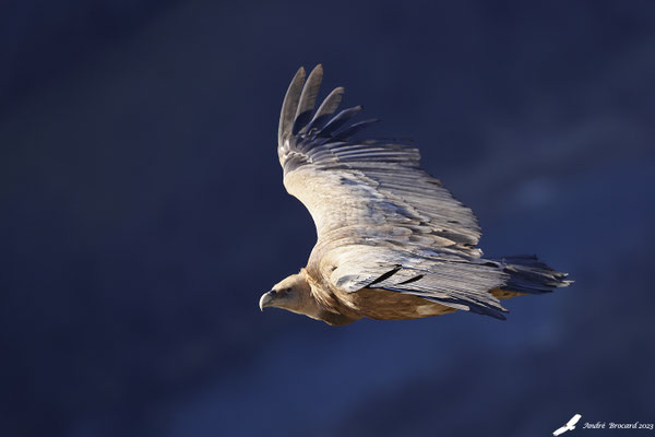 Vautour fauve 68