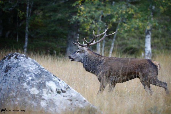 Cerf 19-7