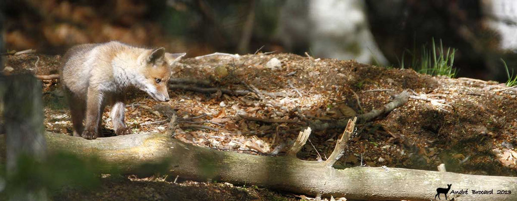 Renard 10