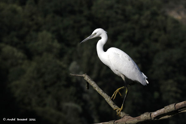 Aigrette garzette 6