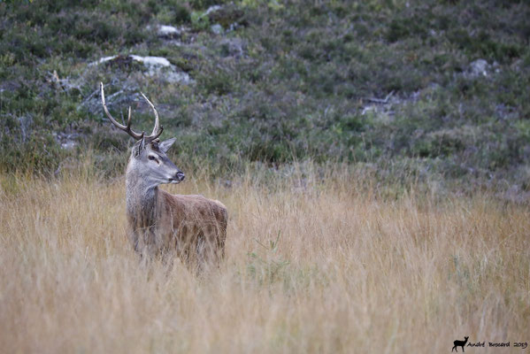 Cerf 19-15