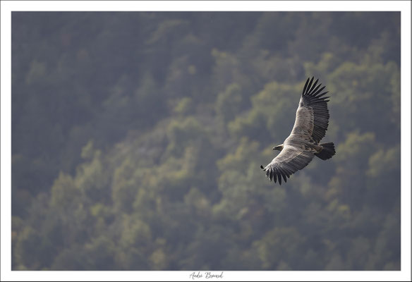 Vautour fauve 41