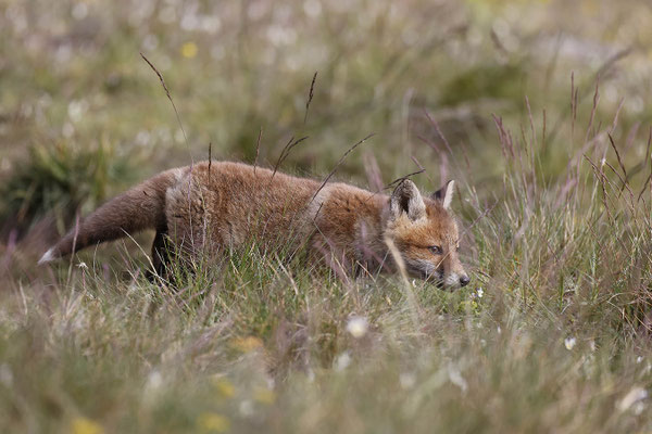 Renard 109