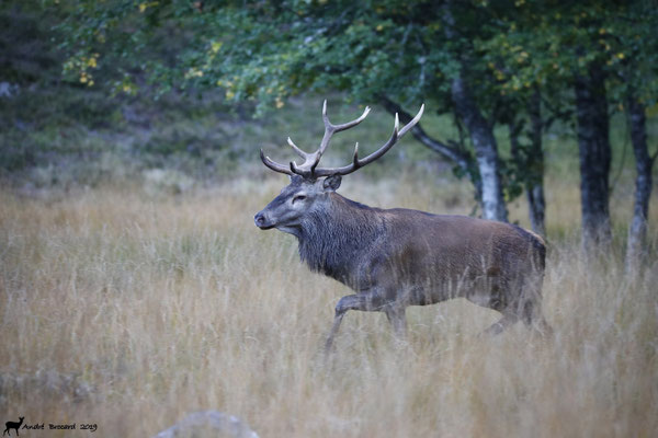 Cerf 19-6