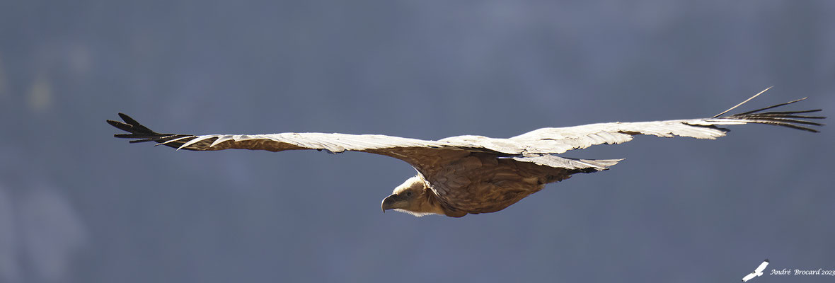 Vautour fauve 64