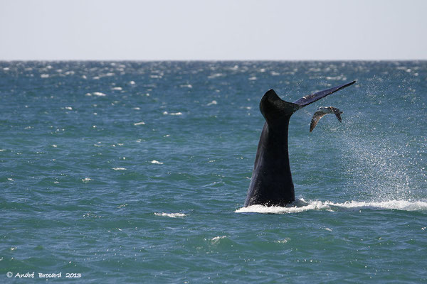 Baleine franche australe 11