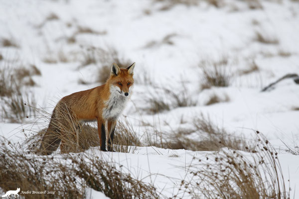 Renard  22/7