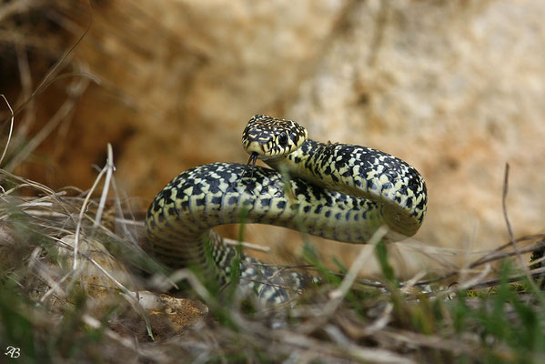 Couleuvre verte et jaune